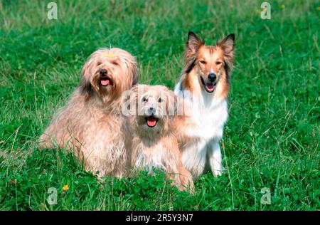 Collie rugueuse et chiens de race mixte Banque D'Images