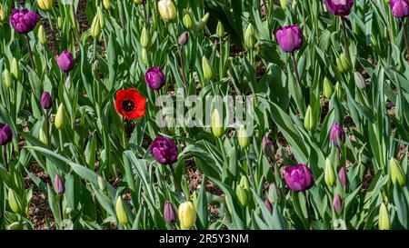 coquelicot rouge dans le champ de tulipes Banque D'Images