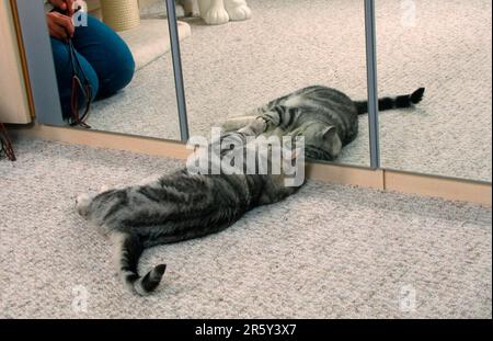 British Shorthair Cat, homme, noir-argent classique, devant le miroir Banque D'Images