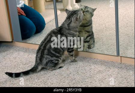 British Shorthair Cat, homme, noir-argent classique, devant le miroir Banque D'Images
