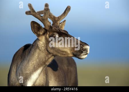 Caribou, femelle, mont Jacques Cartier, parc national de la Gaspésie, caribou des bois (Rangifer tarandus caribou), Canada Banque D'Images