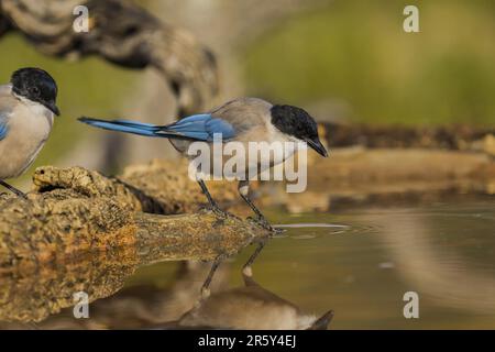 Blue Magpie (Cyanopica cyanus), Espagne Banque D'Images