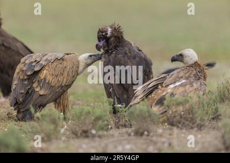 Griffon vultue et vautour de Cinperous, Espagne (Gyps fulvus et Aegyppius monachus) Banque D'Images