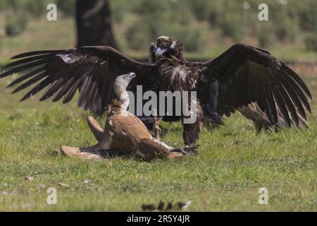 Griffon vultue et vautour de Cinperous, Espagne (Gyps fulvus et Aegyppius monachus) Banque D'Images