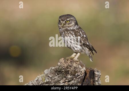 Petite chouette (Athene noctua), Espagne Banque D'Images