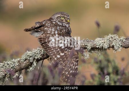 Petite chouette (Athene noctua), Espagne Banque D'Images