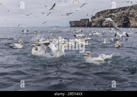 Alimentation des gantets, Shetlands, Noss Head (Morus bassanus) Banque D'Images