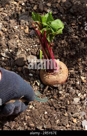 Personne creusant des betteraves à partir d'une parcelle de légumes de jardin à l'aide d'une fourche. Développez votre propre concept Banque D'Images