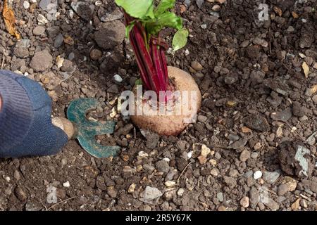 Personne creusant des betteraves à partir d'une parcelle de légumes de jardin à l'aide d'une fourche. Développez votre propre concept Banque D'Images