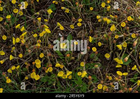 Herbe sauvage médicinale de pied de coltsfoot ou de pied-de-biche. Farfara Tussilago plante en croissance dans le champ. Jeune fleur utilisée comme ingrédients de médicament. Ressort Prairie bl Banque D'Images