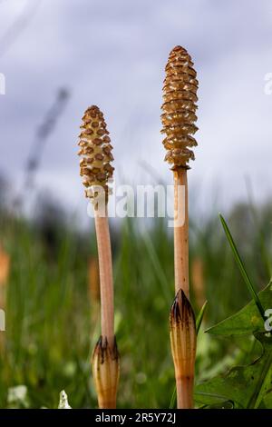 Mise au point sélective. Une pousse spore de l'équestum arvense. Épelette Sporifère de l'horsetail de campagne au printemps. Cônes controversés de h Banque D'Images