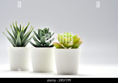 cactus dans le pot de fleurs. Une plante de vera d'aloès dans un pot moderne sur un fond gris. Plantes de maison dans un intérieur moderne. Banque D'Images