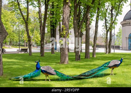 Deux paons dans le parc sur la pelouse. Banque D'Images