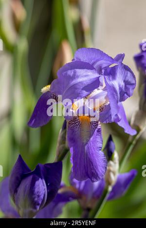 Vue macro-abstraite d'une fleur solitaire de lavande bleue iris barbu (iris germanica) fleuris dans un jardin ensoleillé, avec un arrière-plan défoqué Banque D'Images