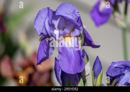 Vue macro-abstraite d'une fleur solitaire de lavande bleue iris barbu (iris germanica) fleuris dans un jardin ensoleillé, avec un arrière-plan défoqué Banque D'Images