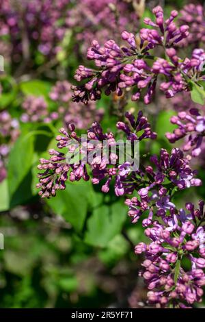 Texture abstraite fond des bourgeons violets nouvellement ouverts sur un buisson perse lilas (syringa persica) Banque D'Images