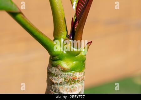 Vue macro abstraite des petites feuilles émergeantes colorées à l'extrémité d'une branche de plante de plumeria (frangipani) Banque D'Images