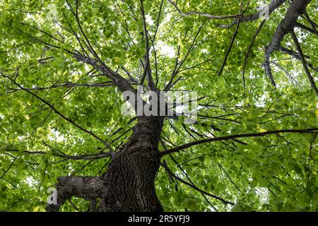 Texture toile de fond vue sous les feuilles d'un bouleau de rivière (betula nigra) Banque D'Images