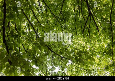 Texture toile de fond vue sous les feuilles d'un bouleau de rivière (betula nigra) Banque D'Images