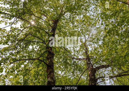 Texture toile de fond vue sous les feuilles d'un bouleau de rivière (betula nigra) Banque D'Images