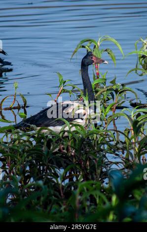 Magpie Geese, Hastie Swamp, Nth Queensland, Australie. Banque D'Images