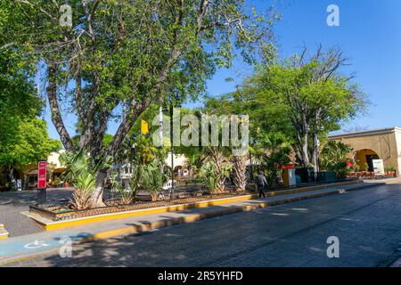 Arbres sur la place du parc de Parque Santa Lucia, Merida, Yucatan State, Mexique Banque D'Images