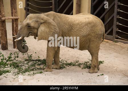 Éléphant dans le zoo manger des branches vertes Banque D'Images