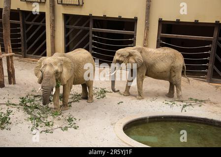 Éléphant dans le zoo manger des branches vertes Banque D'Images