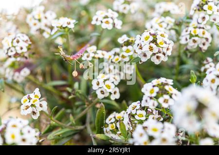 Lobularia maritima (syn. Alyssum maritimum), son nom commun est alyssum doux ou alison douce. Banque D'Images