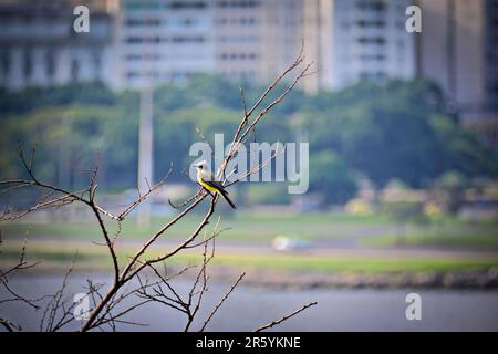 Petit oiseau dans la jungle de béton - Un magnifique oiseau Ã gorge blanche (Suiriri) à Rio de Janeiro, au Brésil Banque D'Images