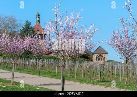 Les amandiers fleurissent dans la ferme et ancien monastère Geilweilerhof, aujourd'hui Institut pour l'élevage de vigne, Siebeldingen, Palatinat, Rhénanie-Palatinat Banque D'Images