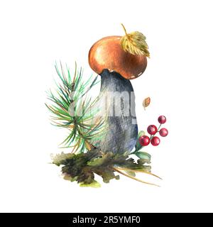 Champignons boletus de forêt avec herbe, bleuets, mousse et cône. illustration aquarelle, dessinée à la main. Composition isolée sur fond blanc Banque D'Images