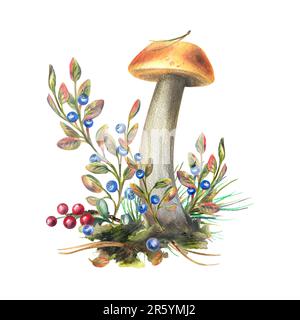 Champignons boletus de forêt avec herbe, bleuets, mousse et cône. illustration aquarelle, dessinée à la main. Composition isolée sur fond blanc Banque D'Images