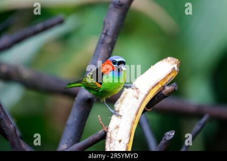 Tanager à col rouge mangeant à partir d'une banane sur fond défoqué, Folha Seca, Brésil Banque D'Images