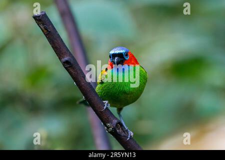 Gros plan d'un tanager à col rouge, vue latérale, perché sur une branche sur fond de bokeh, Folha Seca, Brésil Banque D'Images