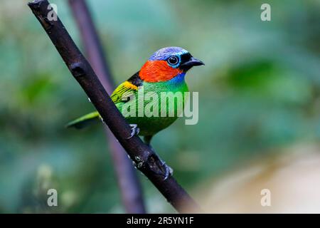 Gros plan d'un tanager à col rouge, vue latérale, perché sur une branche sur fond de bokeh, Folha Seca, Brésil Banque D'Images