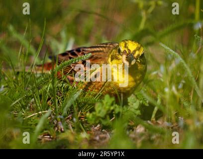 Oiseau de Yellowhammer sur le sol à la recherche de nourriture dans l'herbe Banque D'Images