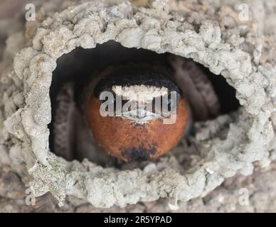 Cliff Swallow piquant hors de ses billes de boue fait nid. Comté de Santa Clara, Californie, États-Unis. Banque D'Images