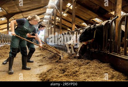 HERPEN - les élèves du cadre VMBO aident pour une journée à la ferme laitière de Zonnenberg. Au cours de la semaine du Class Farmer, les étudiants sont autorisés à aider les agriculteurs du sud du pays à en apprendre davantage sur l'origine de la nourriture. ANP IRIS VAN DEN BROEK pays-bas hors - belgique hors Banque D'Images