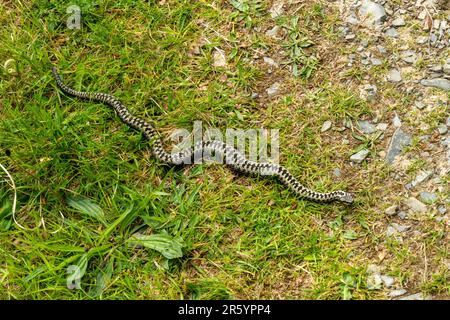Long escabeau de serpent européen commun (Vipera berus) avec des marques caractéristiques en zigzag traversant le sentier de l'île de Skye en mai, Écosse, Royaume-Uni Banque D'Images