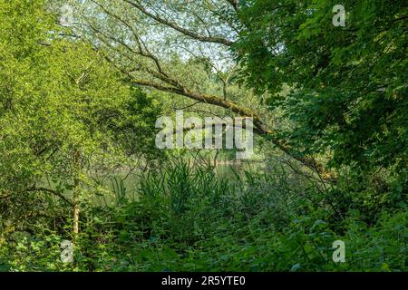 La réserve naturelle d'Enkheimer Ried à l'est du quartier de Francfort de Bergen-Enkheim Banque D'Images