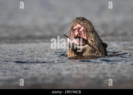 Loutre européenne (Lutra lutra), île de Mull, Écosse Banque D'Images