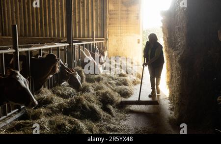 HERPEN - les élèves du cadre VMBO aident pour une journée à la ferme laitière de Zonnenberg. Au cours de la semaine du Class Farmer, les étudiants sont autorisés à aider les agriculteurs du sud du pays à en apprendre davantage sur l'origine de la nourriture. ANP IRIS VAN DEN BROEK pays-bas hors - belgique hors Banque D'Images