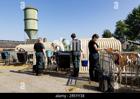 HERPEN - les élèves du cadre VMBO aident pour une journée à la ferme laitière de Zonnenberg. Au cours de la semaine du Class Farmer, les étudiants sont autorisés à aider les agriculteurs du sud du pays à en apprendre davantage sur l'origine de la nourriture. ANP IRIS VAN DEN BROEK pays-bas hors - belgique hors Banque D'Images