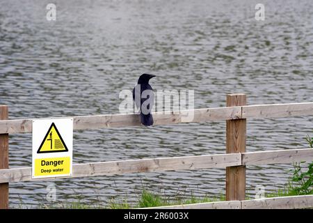Caroon Crow perchée sur une clôture avec un signe de danger d'eau profonde. Banque D'Images
