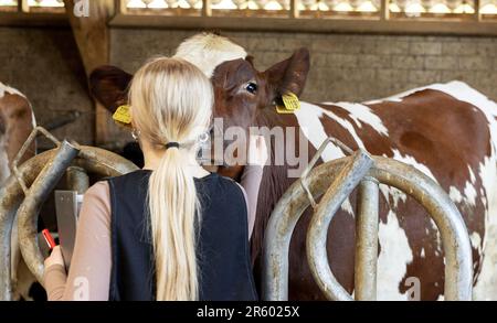 HERPEN - les élèves du cadre VMBO aident pour une journée à la ferme laitière de Zonnenberg. Au cours de la semaine du Class Farmer, les étudiants sont autorisés à aider les agriculteurs du sud du pays à en apprendre davantage sur l'origine de la nourriture. ANP IRIS VAN DEN BROEK pays-bas hors - belgique hors Banque D'Images