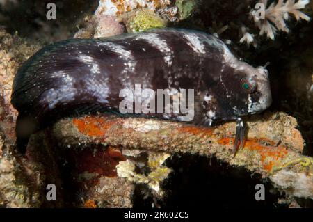 Jeweled Blenny, Salarias fasciatus, sur le corail, plongée de nuit, site de plongée de Lembeh Island Resort House Reef, Lembeh Straits, Sulawesi, Indonésie Banque D'Images