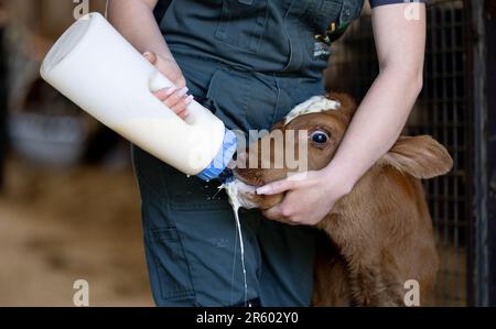 HERPEN - les élèves du cadre VMBO aident pour une journée à la ferme laitière de Zonnenberg. Au cours de la semaine du Class Farmer, les étudiants sont autorisés à aider les agriculteurs du sud du pays à en apprendre davantage sur l'origine de la nourriture. ANP IRIS VAN DEN BROEK pays-bas hors - belgique hors Banque D'Images