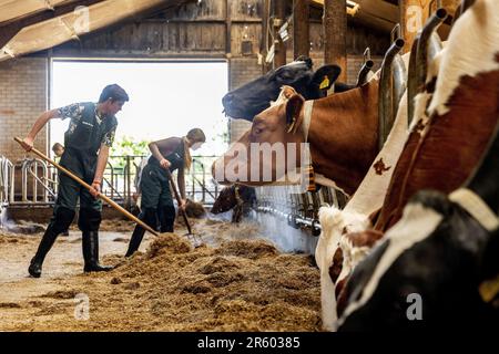 HERPEN - les élèves du cadre VMBO aident pour une journée à la ferme laitière de Zonnenberg. Au cours de la semaine du Class Farmer, les étudiants sont autorisés à aider les agriculteurs du sud du pays à en apprendre davantage sur l'origine de la nourriture. ANP IRIS VAN DEN BROEK pays-bas hors - belgique hors Banque D'Images