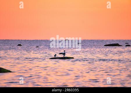 Goosander assis sur une pierre située dans la mer Baltique au coucher du soleil avec des couleurs pastel à l'horizon. Soirée romantique sur l'île de Poel overloo Banque D'Images